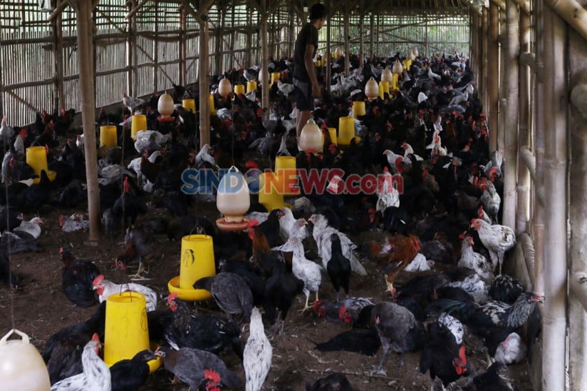 Daging Ayam Pejantan Alot? Pahami Penyebab & Cara Mengempukkannya!