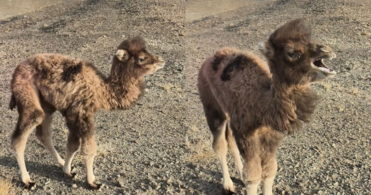 Anak Unta Tersesat, Menangis Saat Ditegur Pemilik